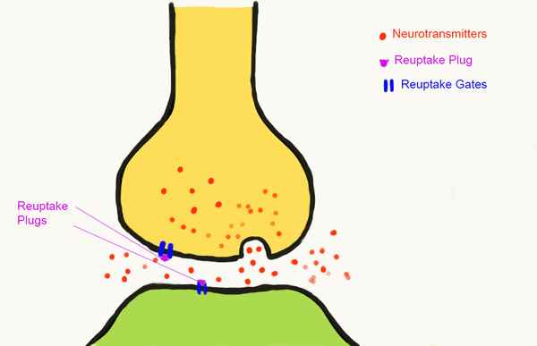 Selective Serotonin Reuptake Inhibitors in action