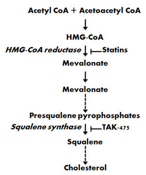 How cholesterol is made from http://www.gbhealthwatch.com/images/cholesterol_fig4.jpg