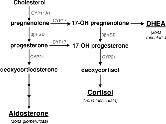 What Cholesterol is Made from http://tgenade.freeshell.org/thesis/summaryscheme.png